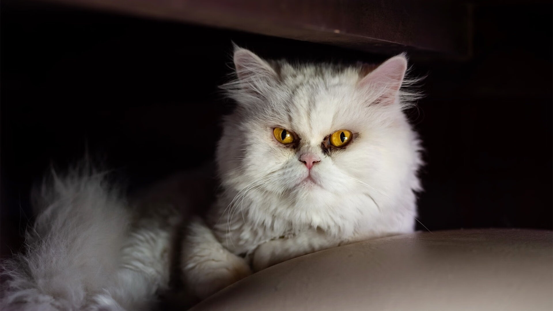 CBA联盟提升教练执教能力打造精英团队，cba联赛教练