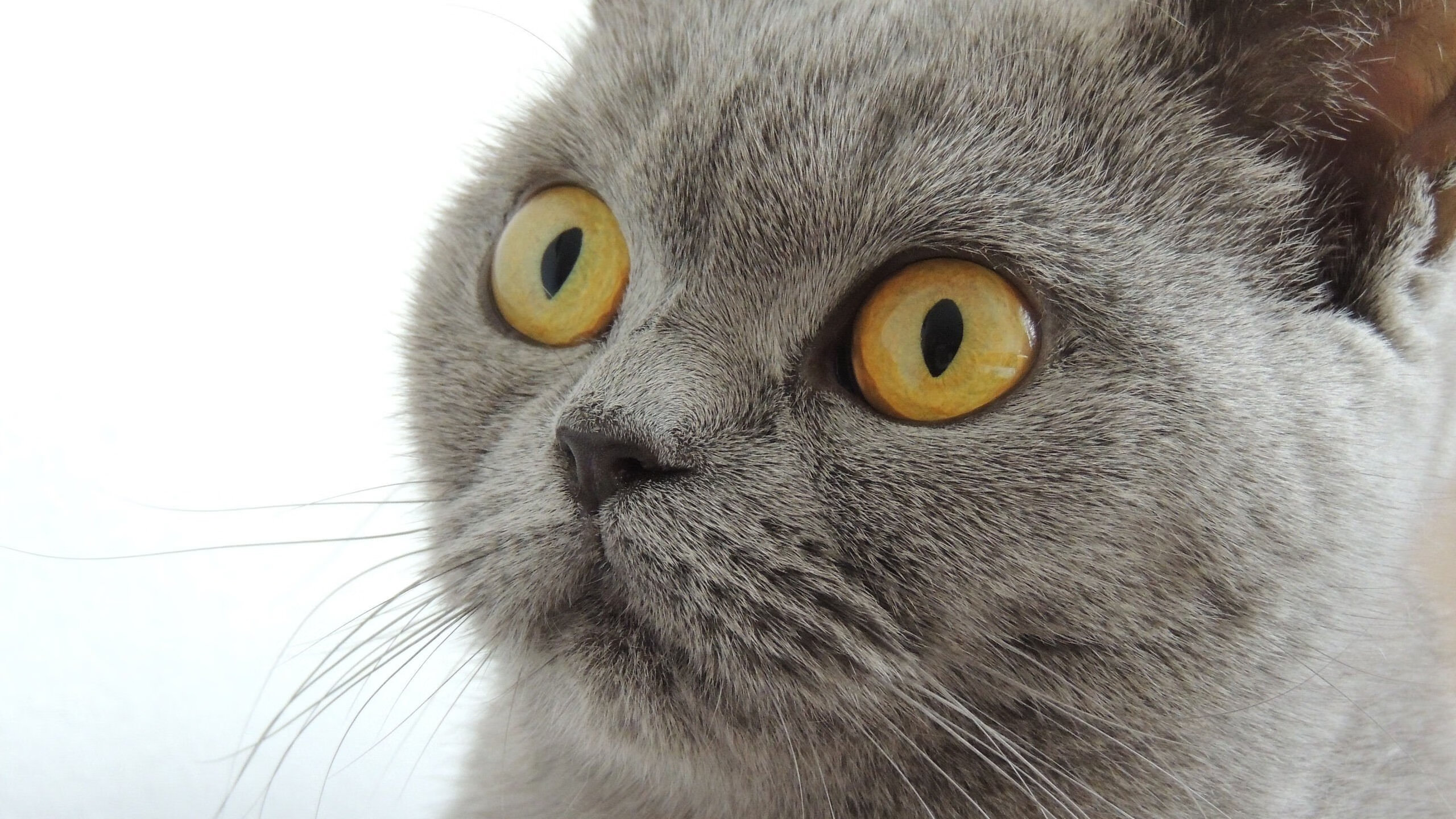 CBA联盟提升教练执教能力打造精英团队，cba联赛教练