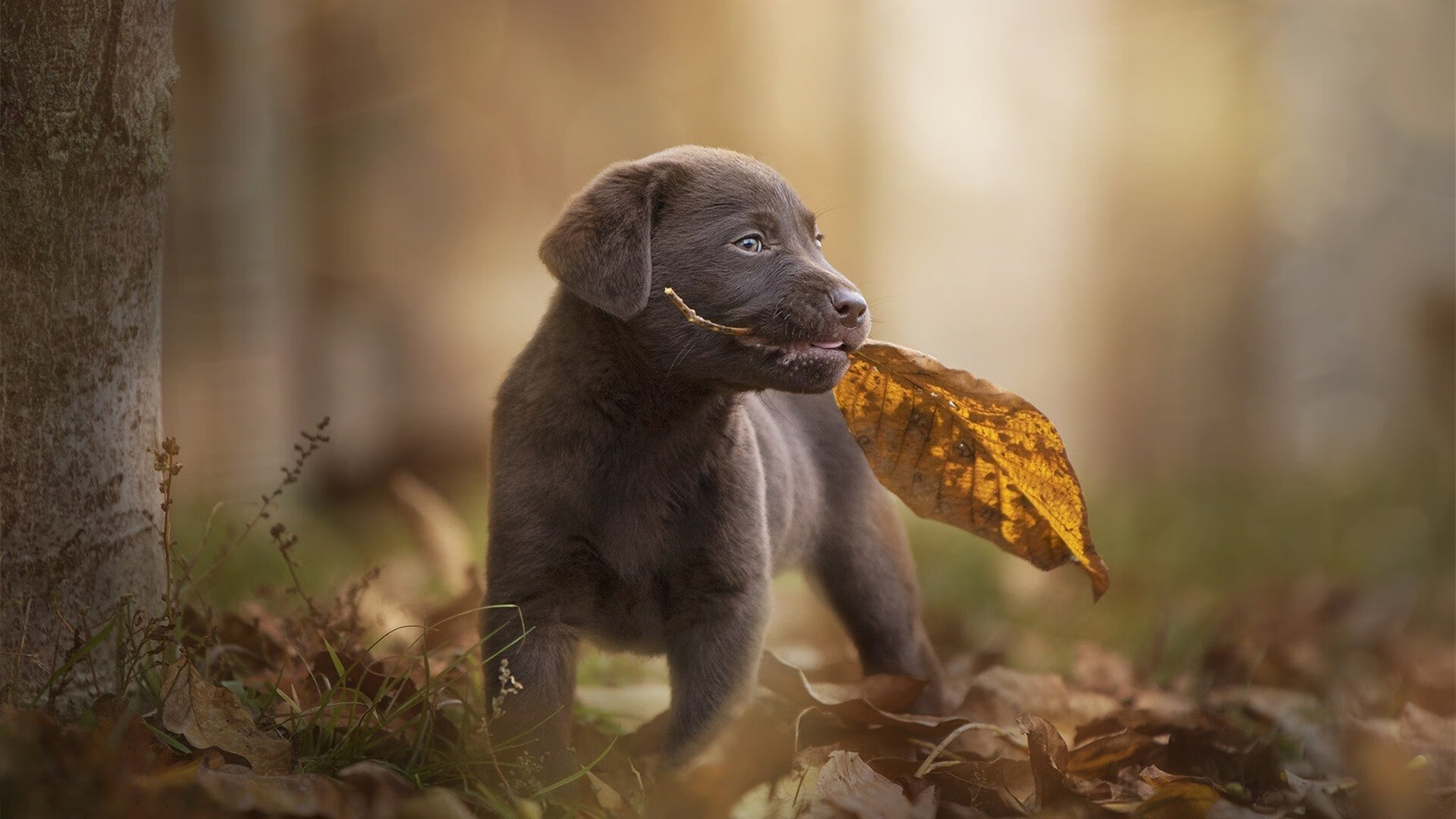 中国三人篮球男队全力冲刺国际赛事资格，中国男子三人篮球队