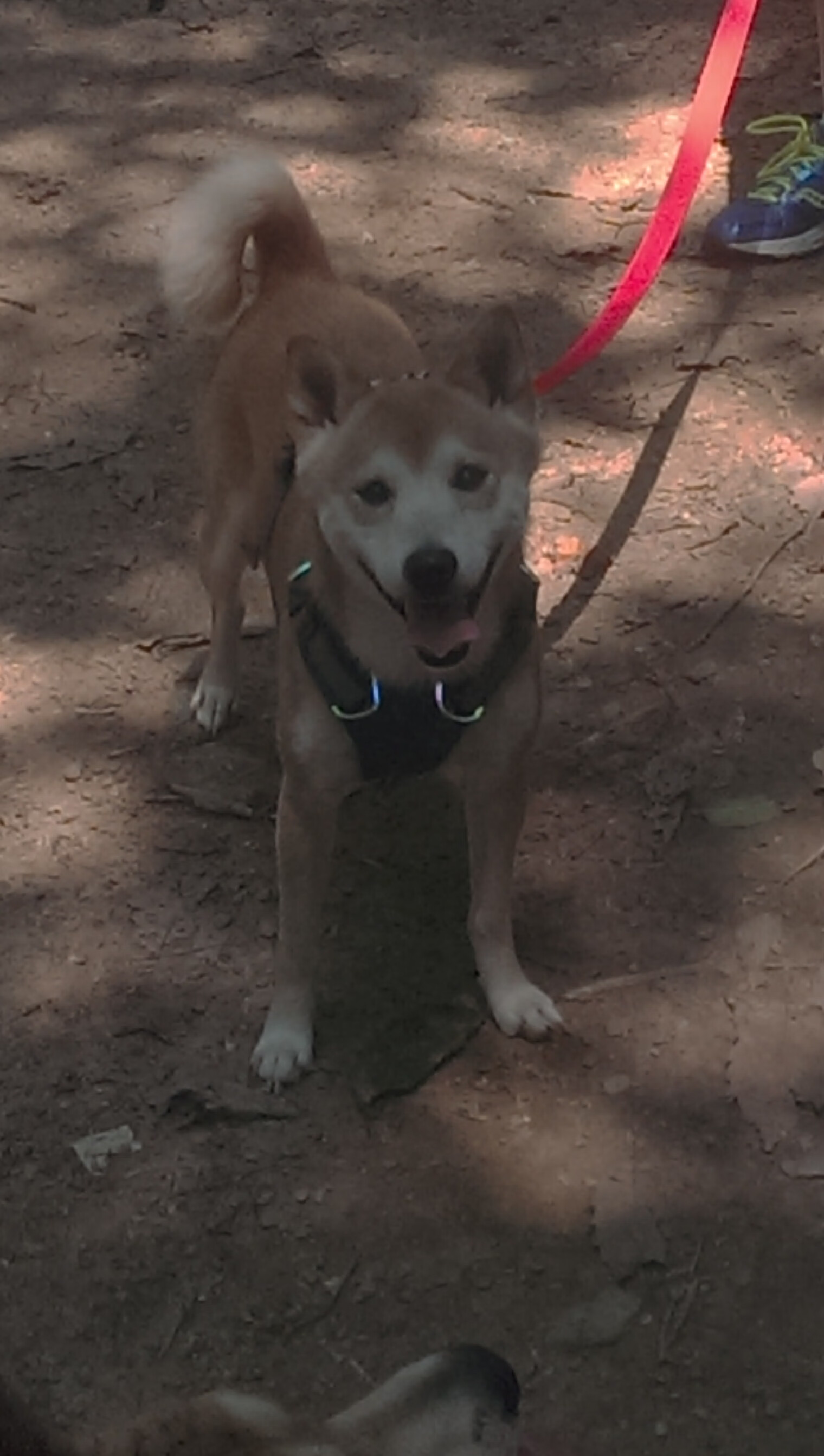 中国女篮建立快速得分体系打破僵局,中国女篮分组形势