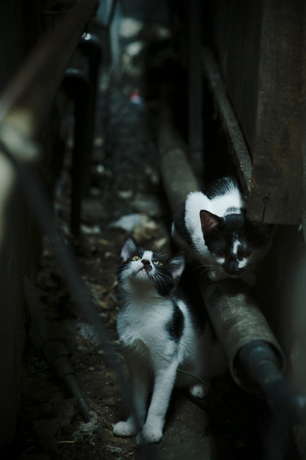 五大联赛替补出场效率分析是否能优化轮换思路，五大联赛换人名额