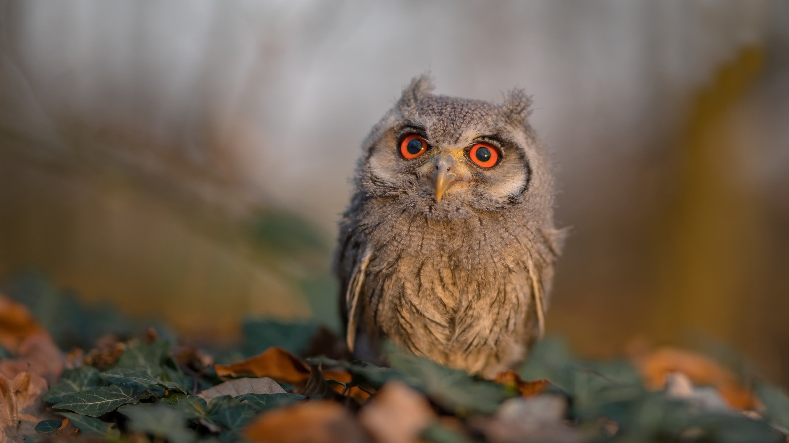 印度赛制的革新：如何提升比赛的全球影响力，印度举办过什么世界赛事