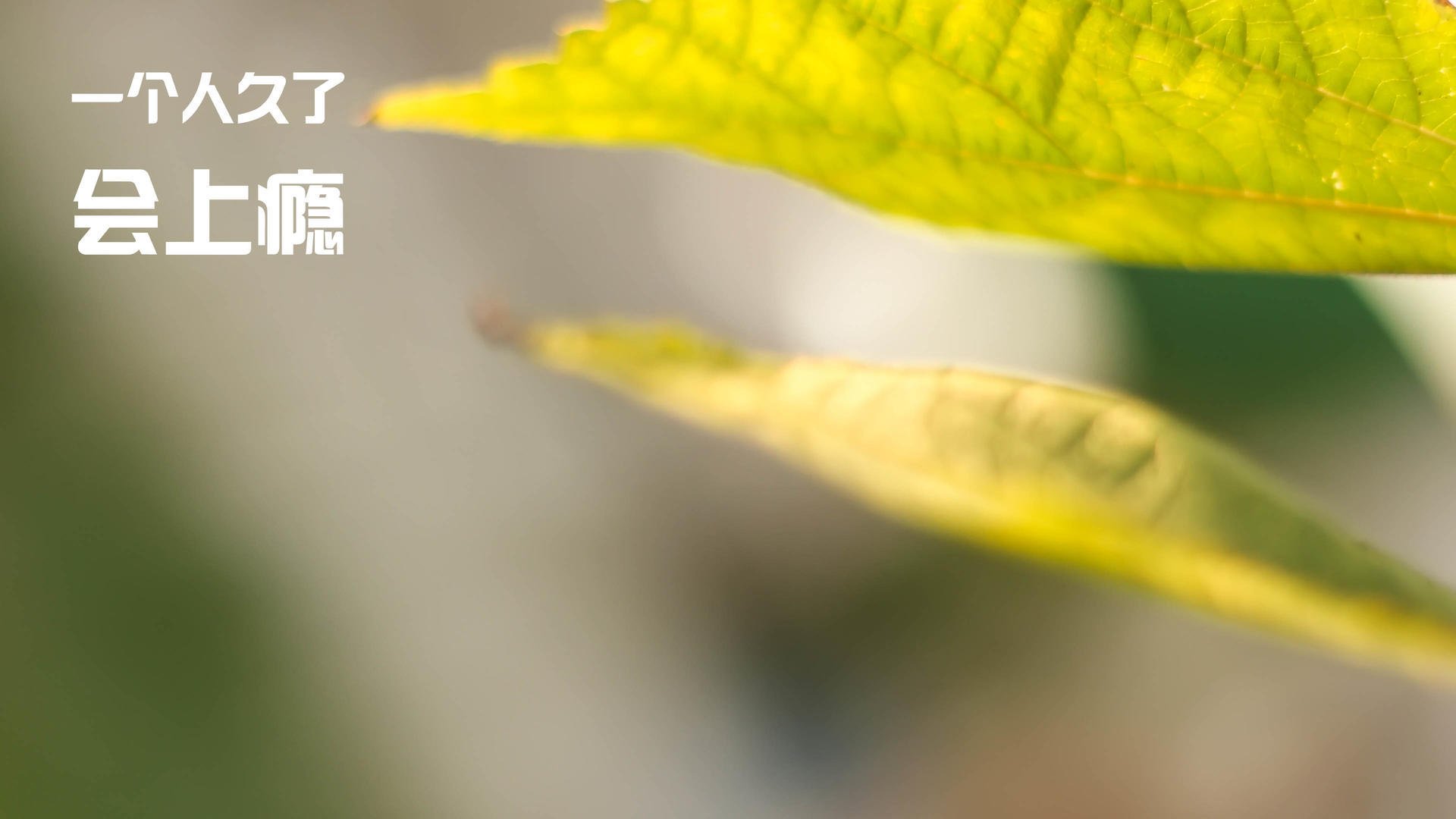 团体赛制下的澳大利亚队:如何通过策略迎接国际挑战,我要看澳大利亚国家队