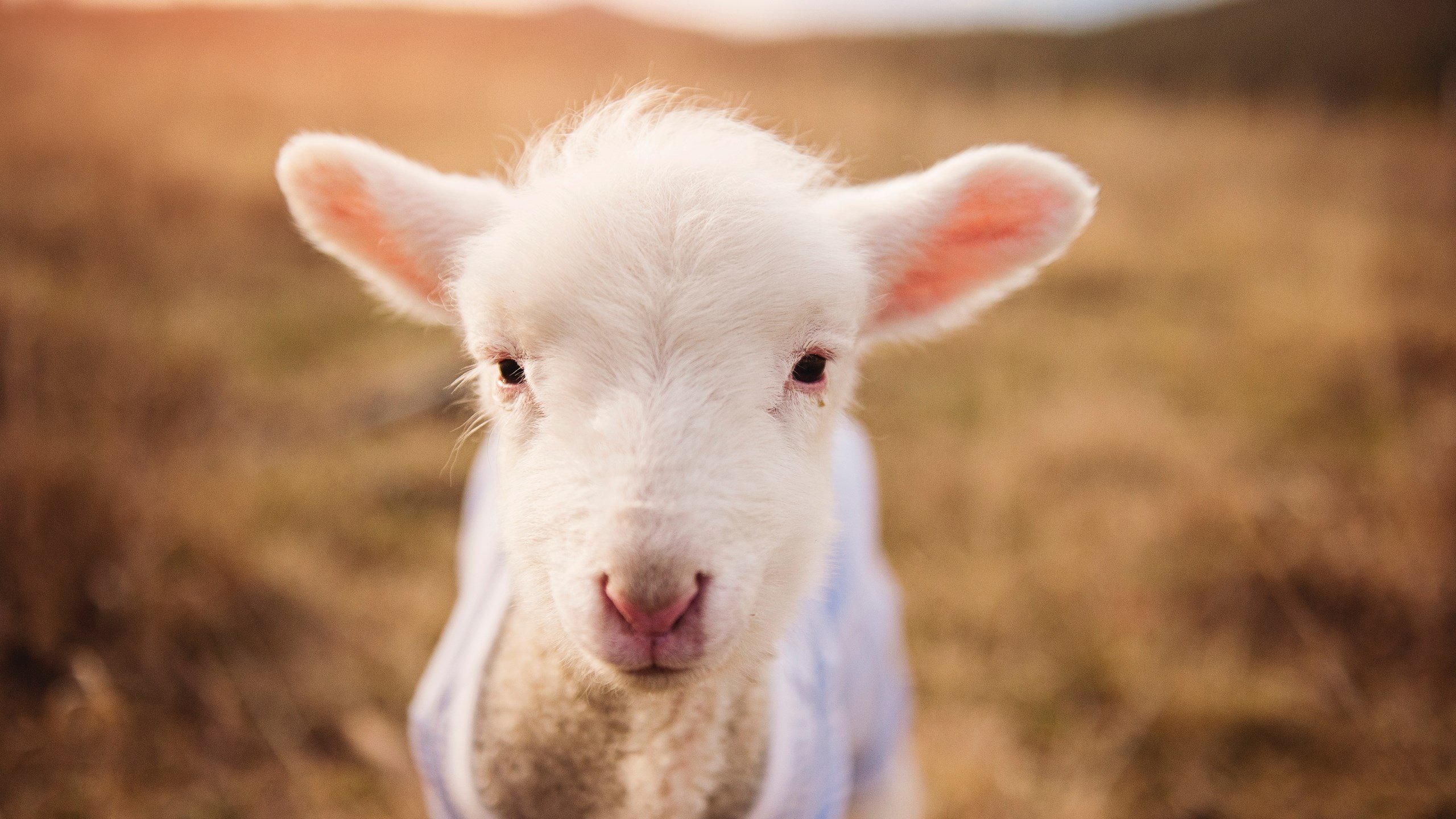 郭艾伦伤愈复出国家队信心大增,郭艾伦宣布