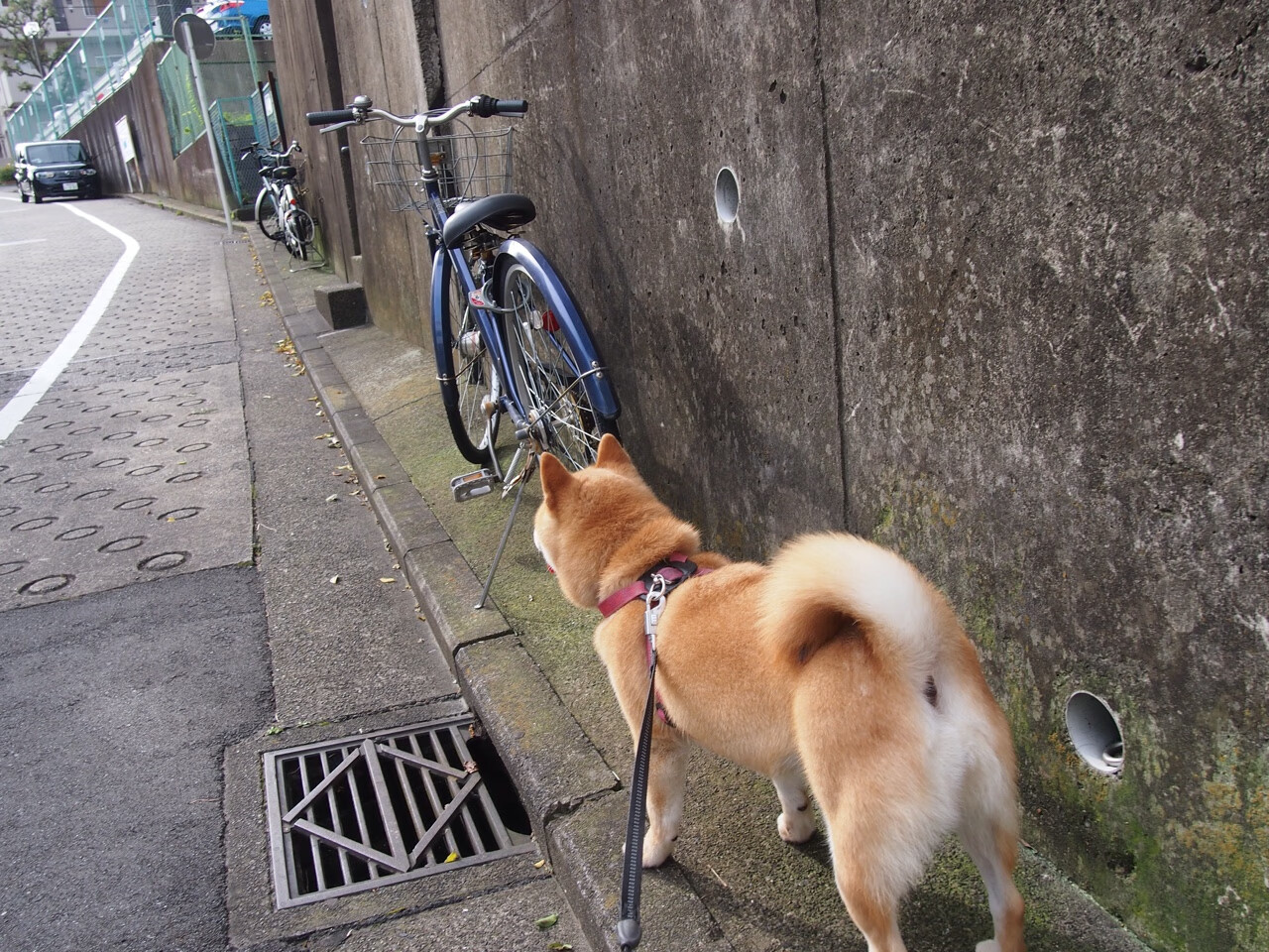中国足球职业联赛比赛视频回放技术提升,中国足球全程视频