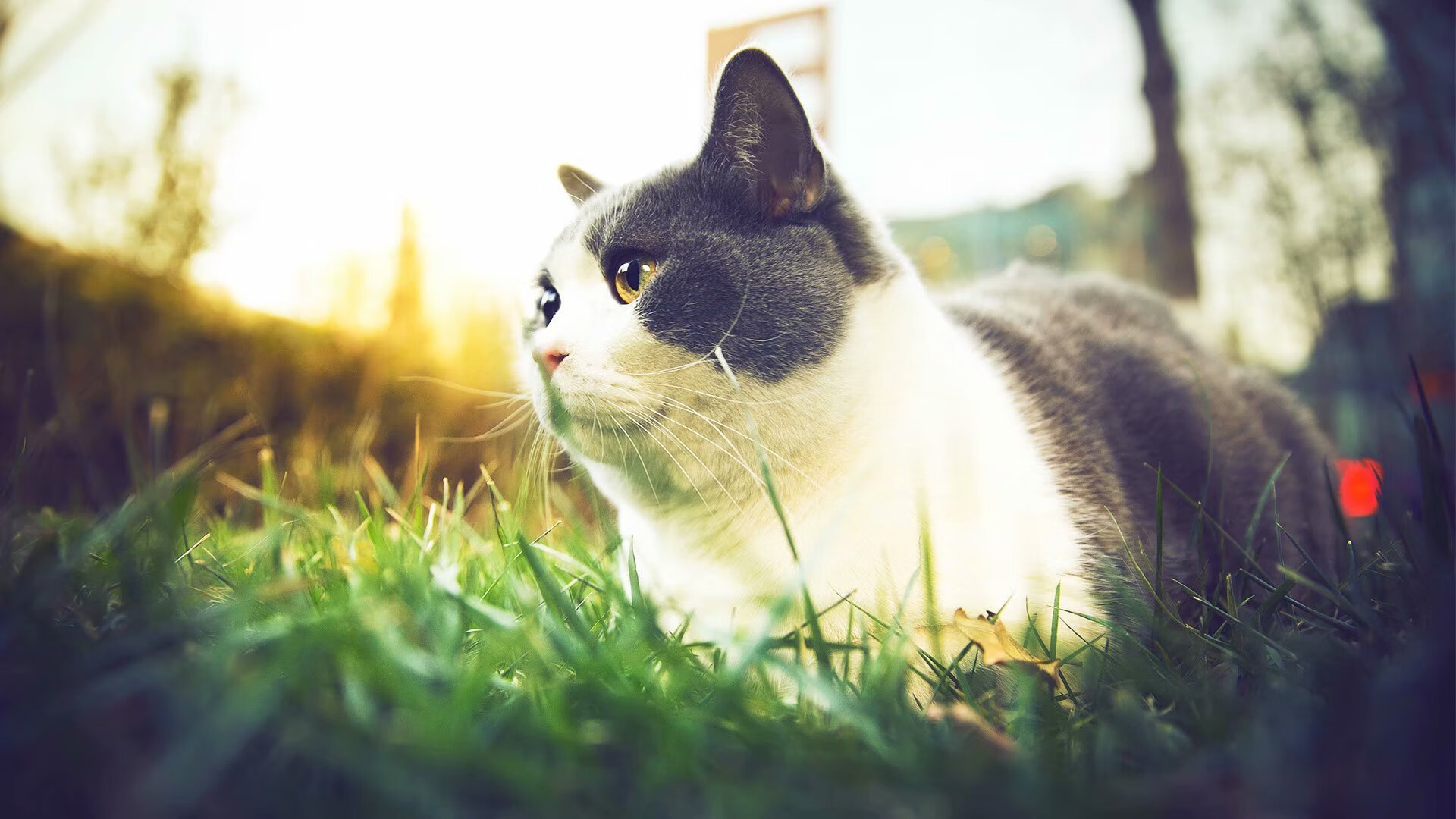 九游娱乐app官网-南美国家队在国际赛场上展现新风貌，实力不断提升，南美国家队世界排名